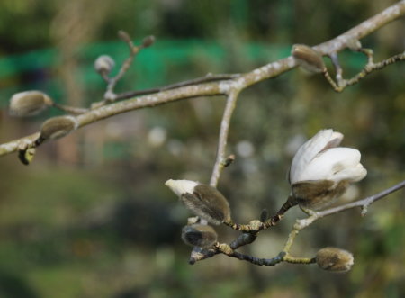 Boutons de magnolia