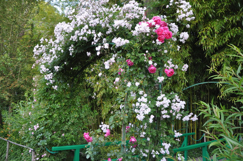 Arceau aux roses, jardin d'eau de Monet