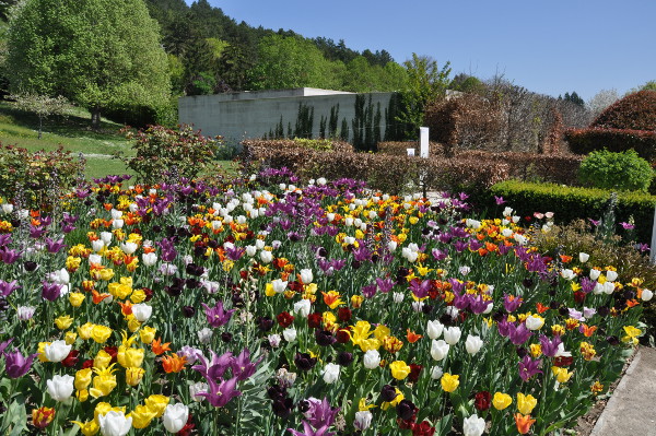 Jardin du musée des impressionnismes Giverny, les tulipes