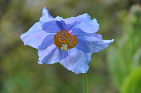 Pavot bleu de l'Himalaya, Meconopsis betonicifolia, jardins de Bellevue