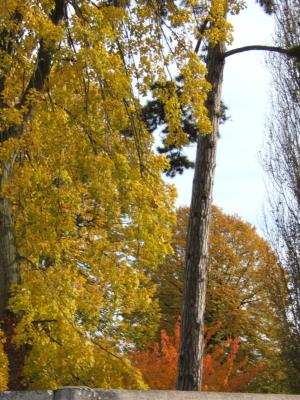 couleurs d'automne dans un parc à Vernon, France