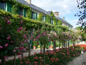 Massif de pelargonium et de rosiers tiges dans le jardin de Monet à Giverny