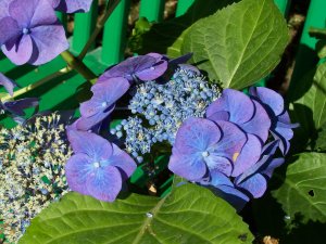 hortensia bleu