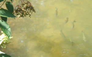 poissons dans le Ru de Giverny