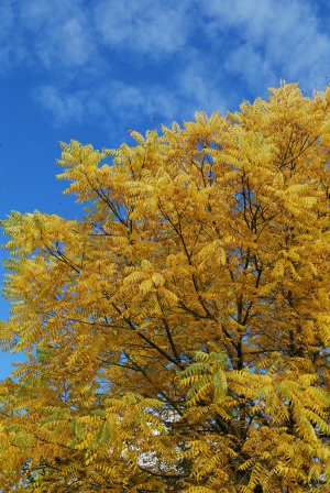 arbre en automne à Giverny