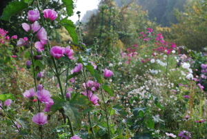 Mauves et fleurs d'automne à Giverny