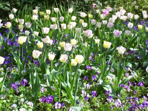 tulipes et pensées à Giverny