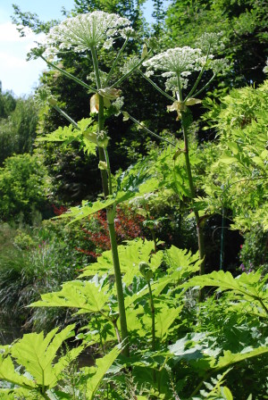 Heracleum, Giverny