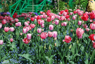 Massif de tulipes et de myosotis à Giverny