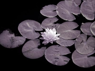 Photo infrarouge de nymphea par jezlyn