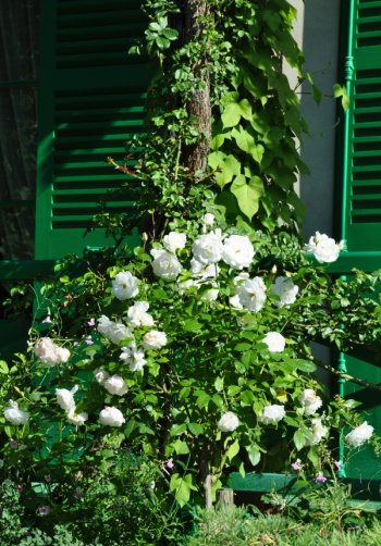 Rosier blanc devant la maison de Claude Monet
