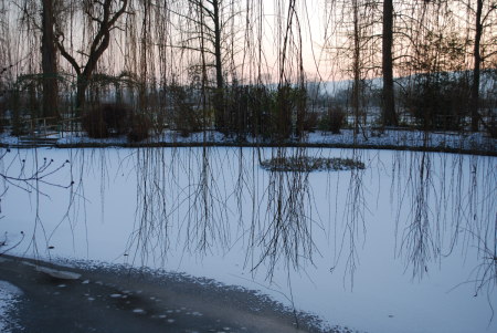 Le saule de Monet en hiver