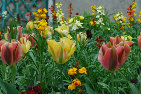 Tulipes et giroflées, Giverny