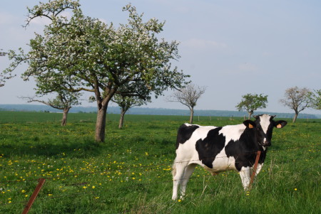 Vache sous un pommier en fleurs