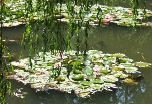 étang aux nénuphars dans le jardin de Monet