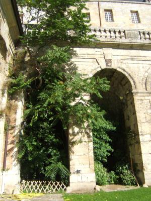 Mur végétal de Patrick Blanc au château de la Roche-Guyon