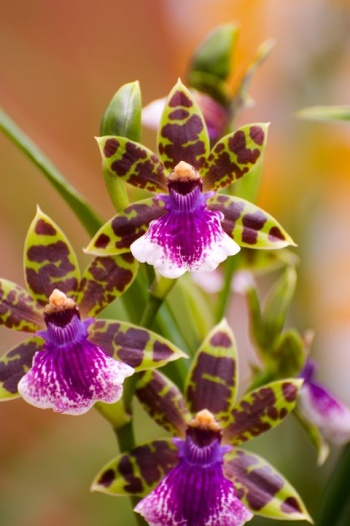 Orchidée Zygopetalum Titanic